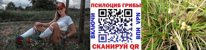 это наркотические препараты  Николаевск-на-Амуре  Псилоцибиновые грибы Psilocybine cubensis  где купить наркоту 